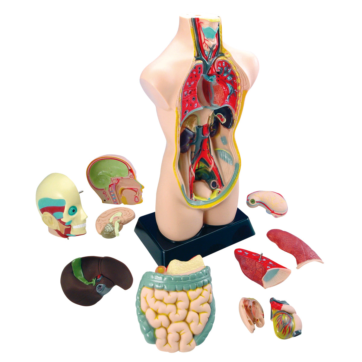 Torso zum Zerlegen, 11 Teile