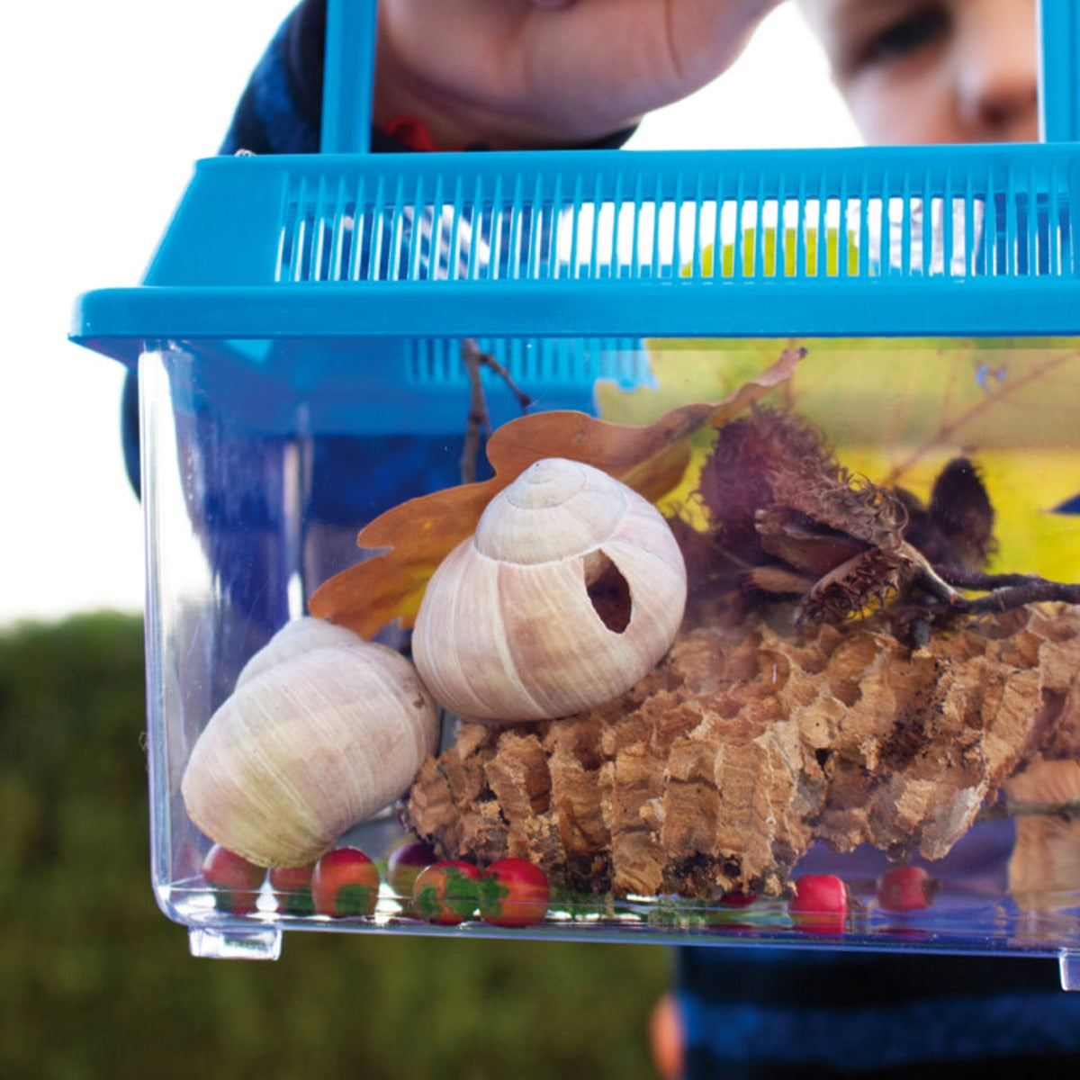 Insektenboxen, 2er-Set – Bild 4