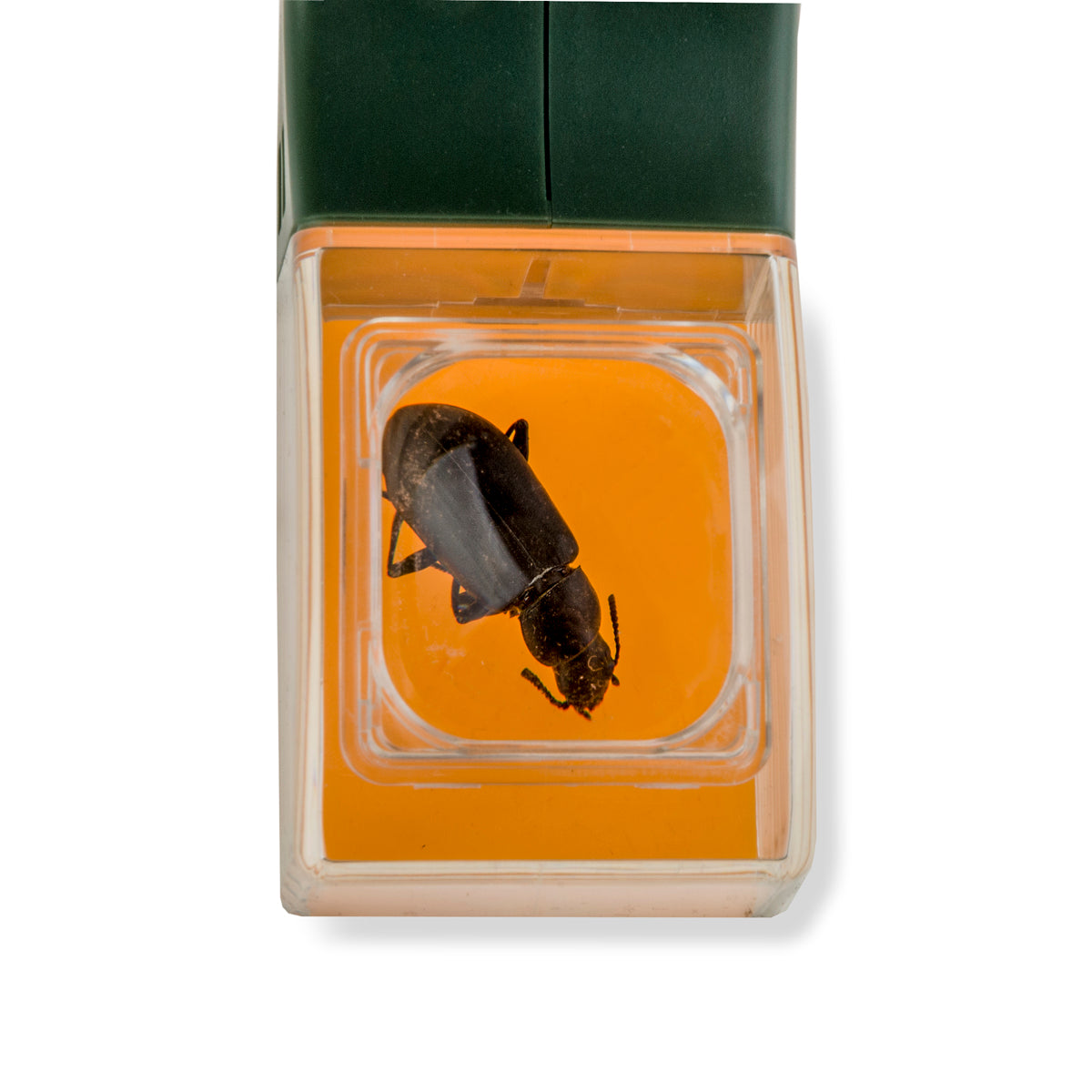 Insektenfänger lang – Bild 5