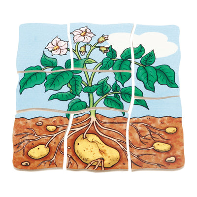 Lagenpuzzle „Kartoffel“
